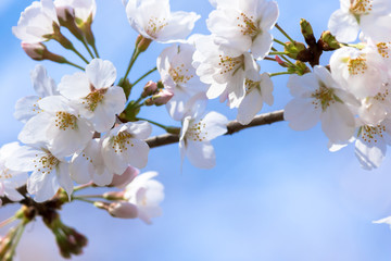 桜と青空