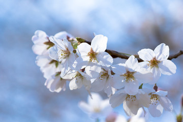 Obraz premium 桜と青空