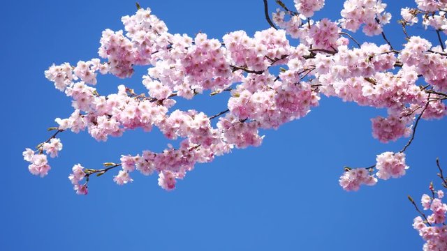 Close up of Sakura (Cherry Blossom)

