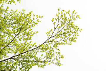 Green Tree, Isolated on white background.