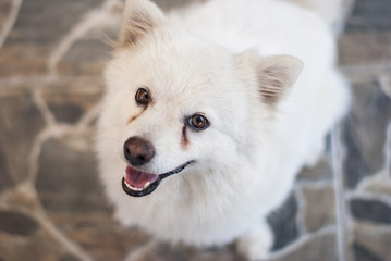 Obraz premium Young Japanese Spitz looks at you