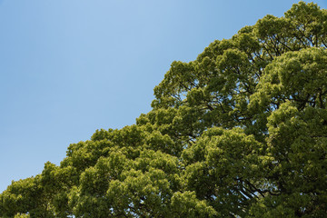 Large Cinnamomum Camphora