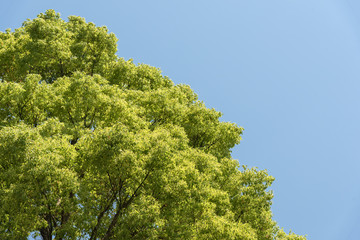 Large Cinnamomum Camphora