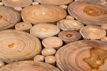 selective focus of round wood stump cutted group
