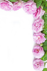 Rose flowers bunch isolated on white background