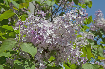 spring lilac