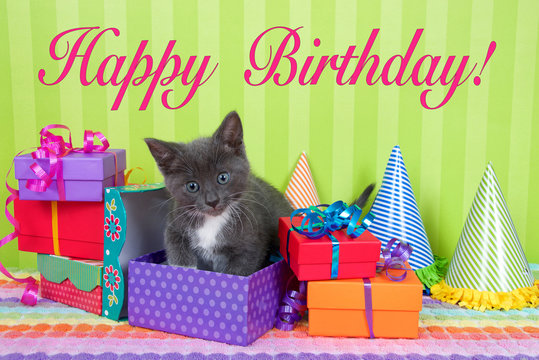 two month old gray and white tabby kitten peeking out of birthday present in a pile of brightly colored boxes with party hats, bright green stripped background with Happy Birthday text