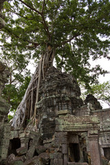 Naklejka premium Tree roots covering remains of Ta Phrom