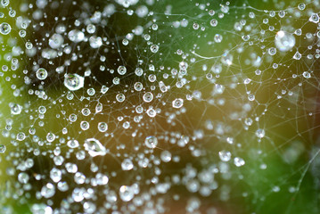 Close-up of cobweb with dew.