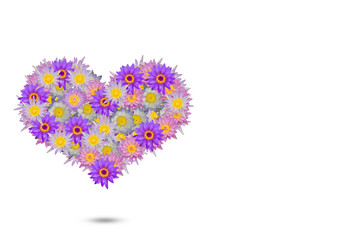 Pink purple heart shaped lotus flowers on white background