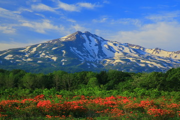 鳥海山　桑の木台湿原