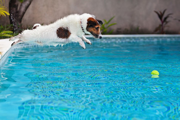 Playful jack russell terrier puppy in swimming pool has fun - dog jump and dive underwater to...