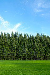 Fototapeta na wymiar Rice field and pine tree with blue sky.