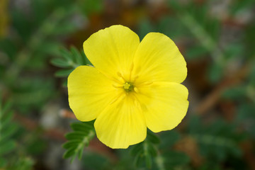 Yellow flowers on the beach.