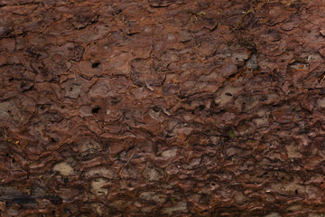 backgrounds and texture concept - wooden floor or wall