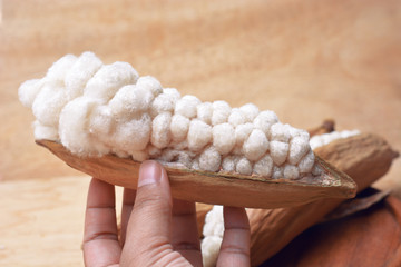 hand holding white cotton from dry kapok fruit