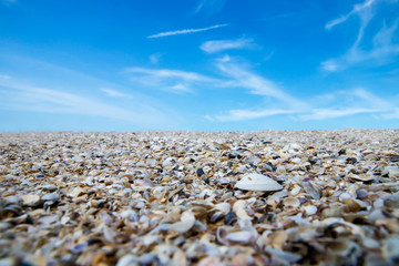 Shells on the beach and blue sky.