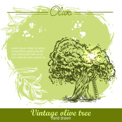 Vintage hand drawn olive tree and olive branch on watercolor background