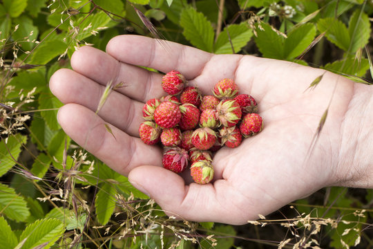 strawberries on a palm on a background of leaves and grass in a forest glade