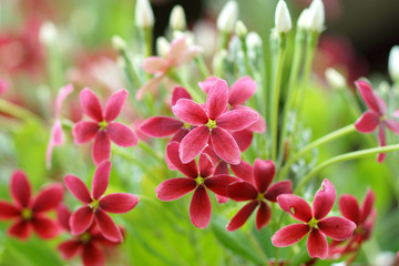 Red and pink of Rangoon creeper flower.