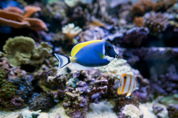 Fototapeta na wymiar Powder Blue Tang fish in aquarium