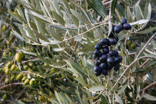 black and green olives ripening on olive tree