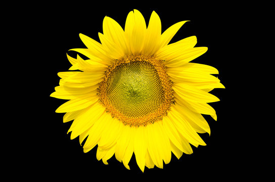 Sunflower isolated with clipping path