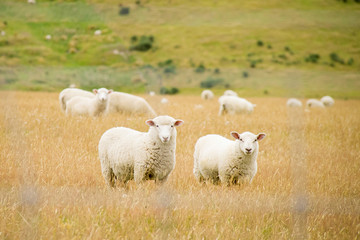 Sheep at a pasture in New Zealand