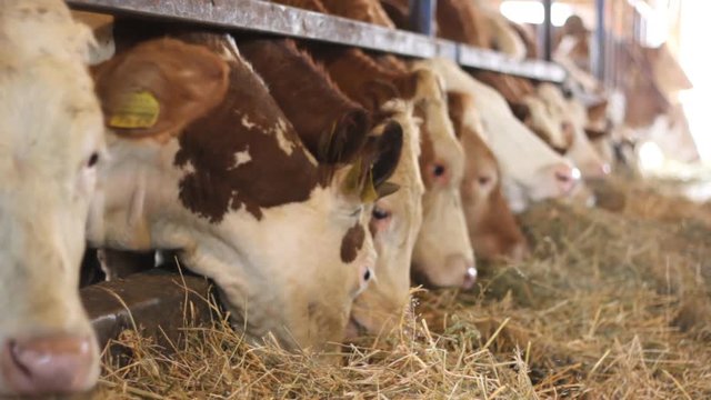 Dairy cows farm Simmental cattle