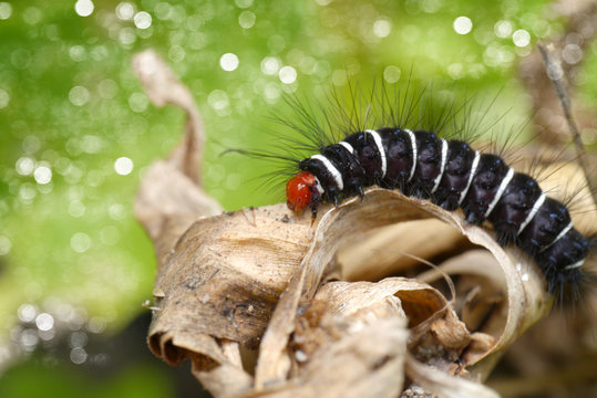 White and black hairy caterpillars.