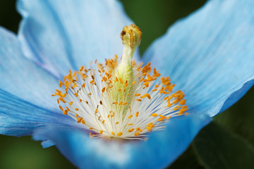 Naklejka premium Himalayan blue poppy flower(Meconopsis), in natural garden