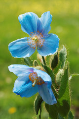 Fototapeta premium Himalayan blue poppy flower(Meconopsis), in natural garden