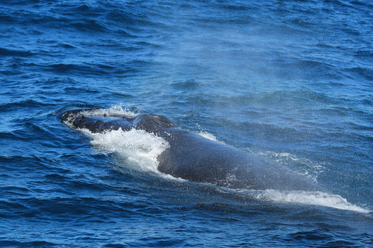 Humpback Whale (Megaptera novaeangliae) blowing, Port Stephens, Australia