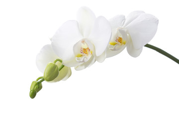 Fototapeta na wymiar White orchid isolated on white background.