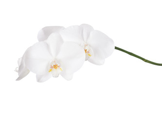 White orchid isolated on white background