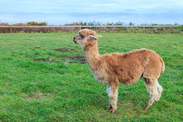 close up head shot of brown alpaca in green field