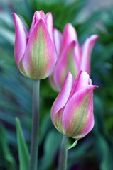 Tulpe Viridiflora -Groenland
