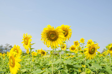 Sunflowers blooming against a bright sky