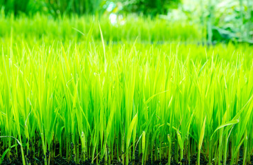 Beginning of a rice plant
