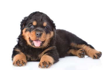 Small rottweiler puppy lying. Isolated on white background
