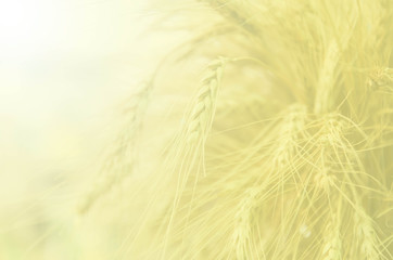 Wheat field background with color filter
