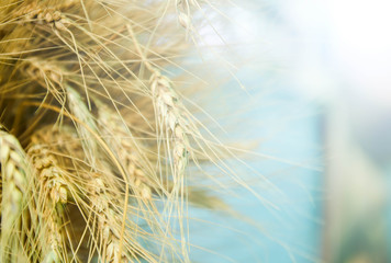 Wheat field background.