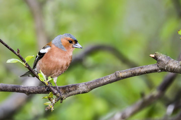 Common chaffinch