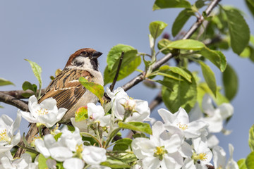 Eurasian tree sparrow