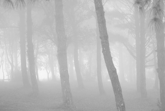Fototapeta Tree forest abstract fine art blur black and white background texture  (Mysterious concept)