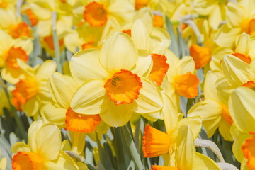 naciso e narcisi in fiore flower narcissus