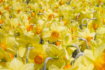 Fototapeta premium naciso e narcisi in fiore flower narcissus
