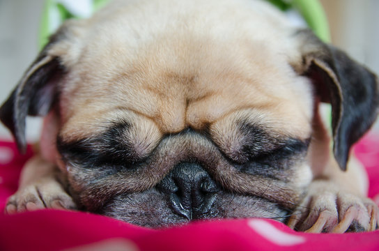 Close up face of Cute pug puppy dog sleeping rest on bed