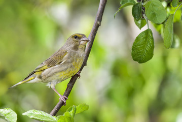 Greenfinch