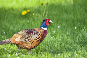 Common pheasant